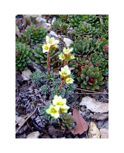 Saxifraga boydii x 'Faldonside' -saxifrages