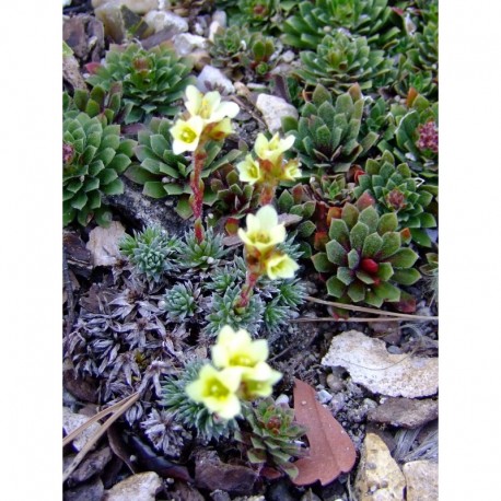 Saxifraga boydii x 'Faldonside' -saxifrages