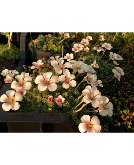 Saxifraga boydilacina x 'Penelope' - Saxifrage