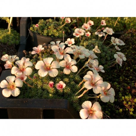 Saxifraga boydilacina x 'Penelope' - Saxifrage