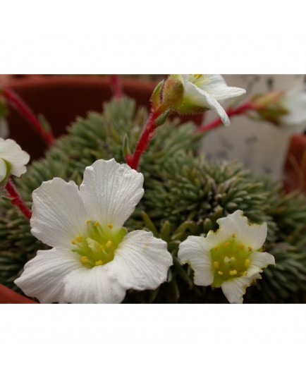 Saxifraga burseriana 'Major' - Saxifrage