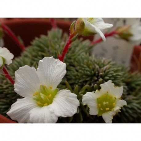 Saxifraga burseriana 'Major' - Saxifrage