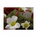 Saxifraga burseriana 'Major' - Saxifrage