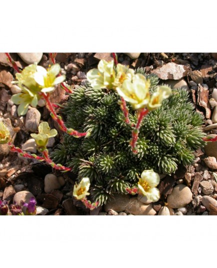 Saxifraga elisabethae x 'Primrose Dame' - saxifrage