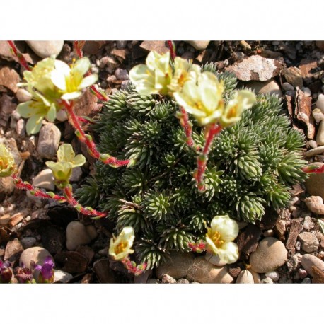 Saxifraga elisabethae x 'Primrose Dame' - saxifrage