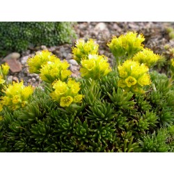 Saxifraga eudoxiana x 'Haagii' - saxifrages