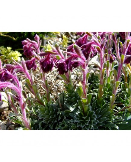 Saxifraga federici-augusti subsp. grisebachii 'Wisley' - Saxifrage