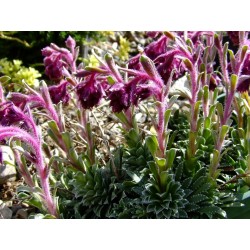 Saxifraga federici-augusti subsp. grisebachii 'Wisley' - Saxifrage