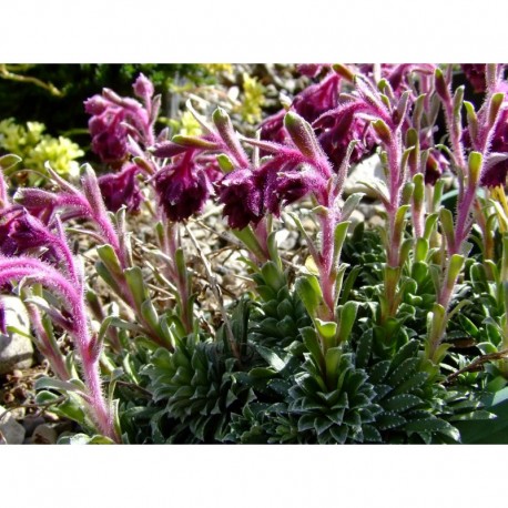 Saxifraga federici-augusti subsp. grisebachii 'Wisley' - Saxifrage