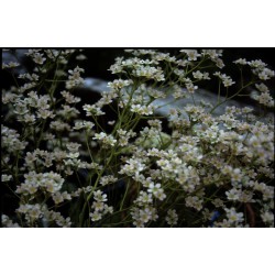 Saxifraga gaudinii x 'Canis Dalmatica' - saxifrages