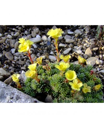 Saxifraga grata x 'Loeflingii' - Saxifragaceae - saxifrages