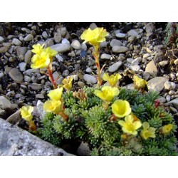 Saxifraga grata x 'Loeflingii' - Saxifragaceae - saxifrages