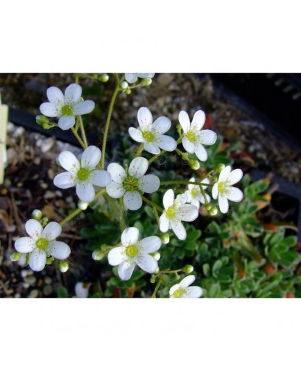 Saxifraga hostii var altissima - Saxifrage incrustée