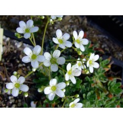 Saxifraga hostii var altissima - Saxifrage incrustée