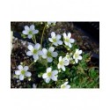 Saxifraga hostii var altissima - Saxifrage incrustée