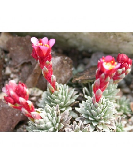 Saxifraga kellereri x 'Pseudo-suendermannii'