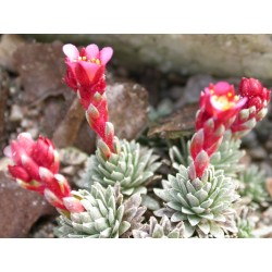 Saxifraga kellereri x 'Pseudo-suendermannii'