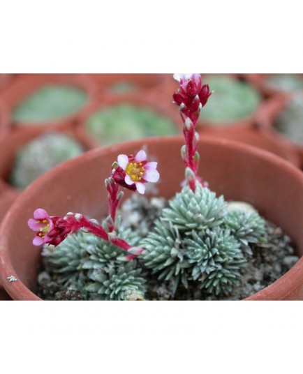 Saxifraga mariae-theresae x 'Theresia' - saxifrages