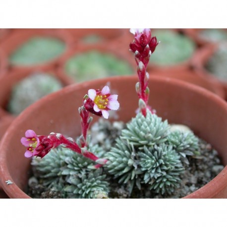 Saxifraga mariae-theresae x 'Theresia' - saxifrages