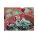 Saxifraga mariae-theresae x 'Theresia' - saxifrages