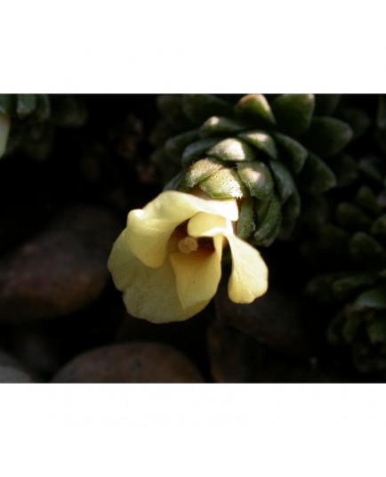 Saxifraga megaseiflora x 'Galaxie' - saxifrages