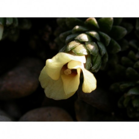 Saxifraga megaseiflora x 'Galaxie' - saxifrages