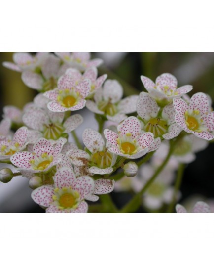 Saxifraga paniculata 'Balcana' - saxifrages