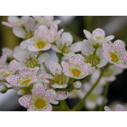 Saxifraga paniculata 'Balcana' - saxifrages
