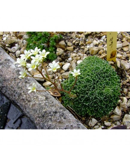 Saxifraga paniculata 'Brevifolia' - saxifrage