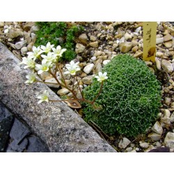 Saxifraga paniculata 'Brevifolia' - saxifrage