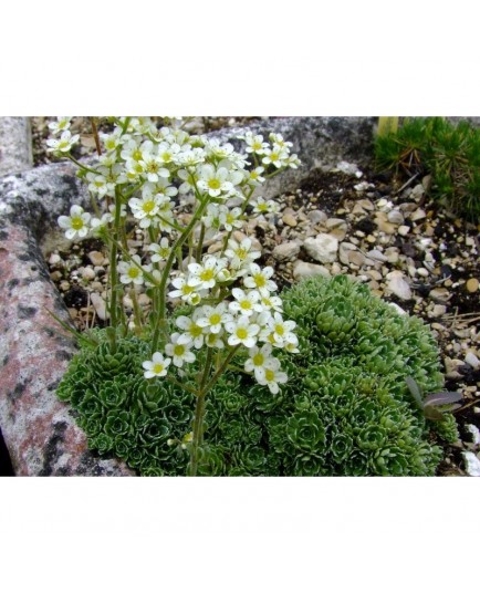 Saxifraga paniculata 'Cream' - Saxifrage