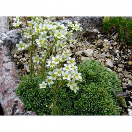 Saxifraga paniculata 'Cream' - Saxifrage