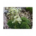 Saxifraga paniculata 'Cream' - Saxifrage