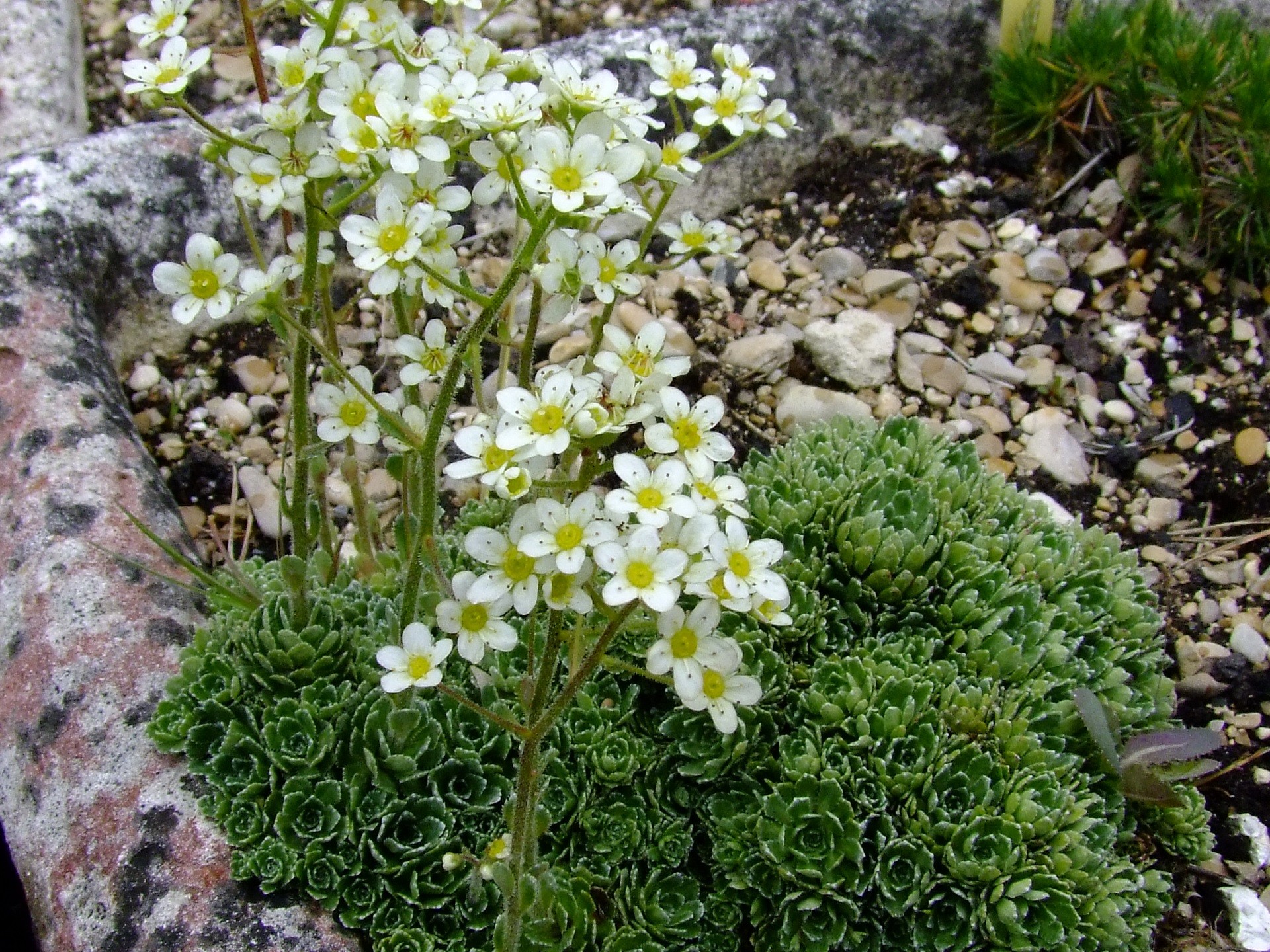 Semis de Saxifraga Saxifraga-paniculata-cream-saxifrage