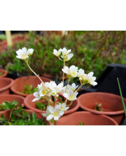 Saxifraga paniculata 'Flavescens' - saxifrages