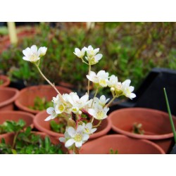 Saxifraga paniculata 'Flavescens' - saxifrages