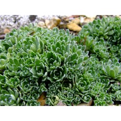 Saxifraga paniculata 'Hirtella' - Saxifrage