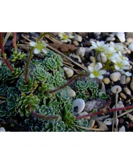 Saxifraga paniculata 'Orientalis' - Saxifrage