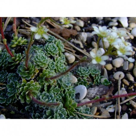 Saxifraga paniculata 'Orientalis' - Saxifrage