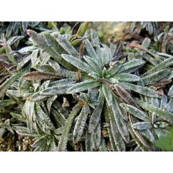 Saxifraga paniculata 'Rex' - Saxifrage