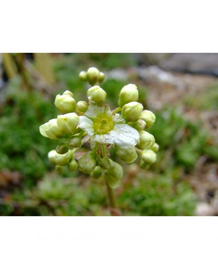 Saxifraga paniculata 'Salomonii' - Saxifrage