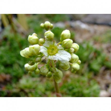 Saxifraga paniculata 'Salomonii' - Saxifrage