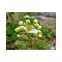 Saxifraga paniculata 'Salomonii' - Saxifrage