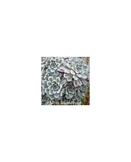 Saxifraga paniculata 'Whitehill' - Saxifrage