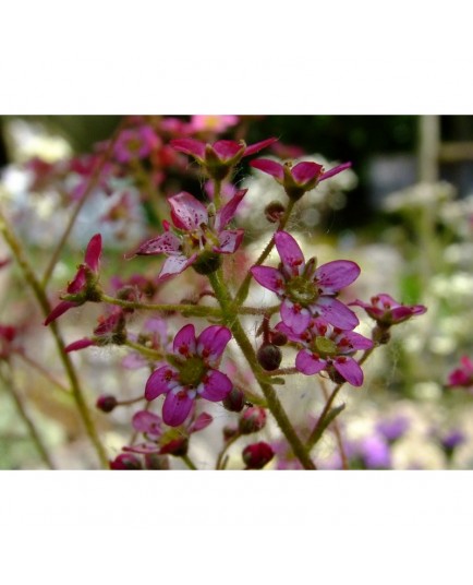 Saxifraga paniculata subsp. cartilaginea 'Kolenatiana' - saxifrages