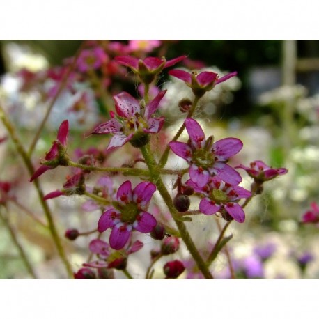 Saxifraga paniculata subsp. cartilaginea 'Kolenatiana' - saxifrages