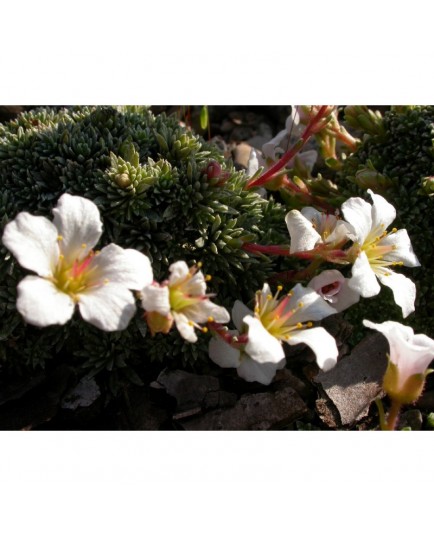 Saxifraga salmonica x 'Friesei' - Saxifrage