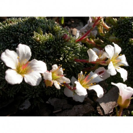 Saxifraga salmonica x 'Friesei' - Saxifrage