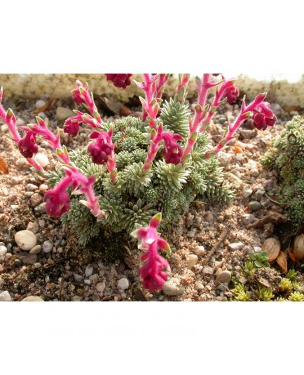 Saxifraga sempervivum stenophylla - Saxifrage