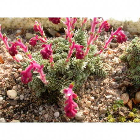 Saxifraga sempervivum stenophylla - Saxifrage